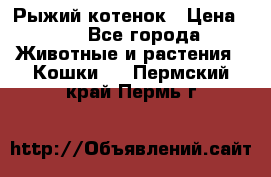 Рыжий котенок › Цена ­ 1 - Все города Животные и растения » Кошки   . Пермский край,Пермь г.